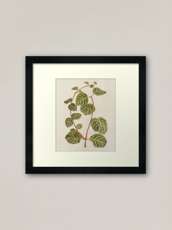 Green Plant with White Veins and Red Stem Against Light Background